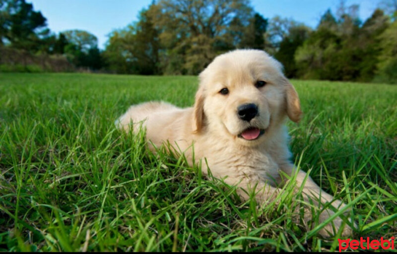 Golden Retriever, Köpek  Mia fotoğrafı