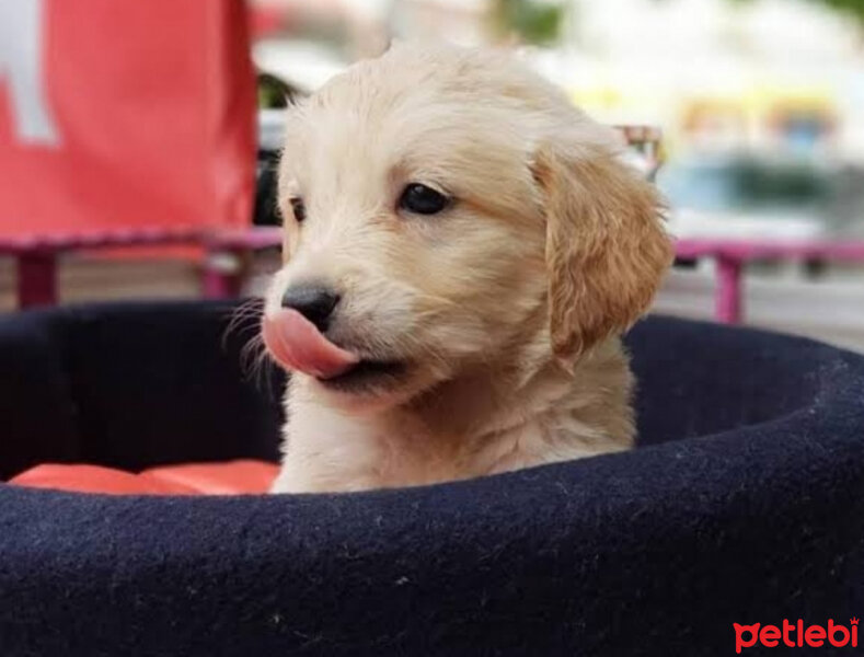 Golden Retriever, Köpek  Mia fotoğrafı