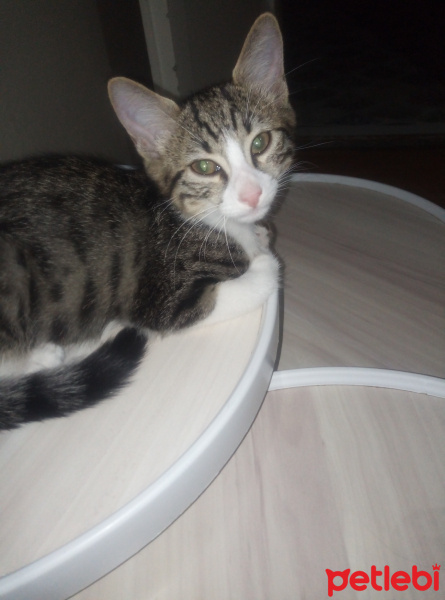 Tekir Kedi, Kedi  Pompi fotoğrafı