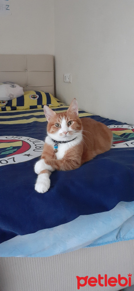 Sarman, Kedi  Toprak fotoğrafı