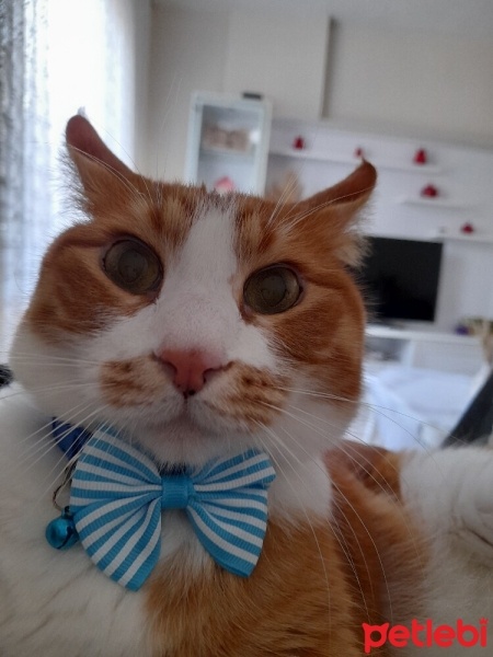 Sarman, Kedi  Toprak fotoğrafı