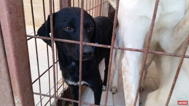 Sokö (Sokak Köpeği), Köpek  karam fotoğrafı