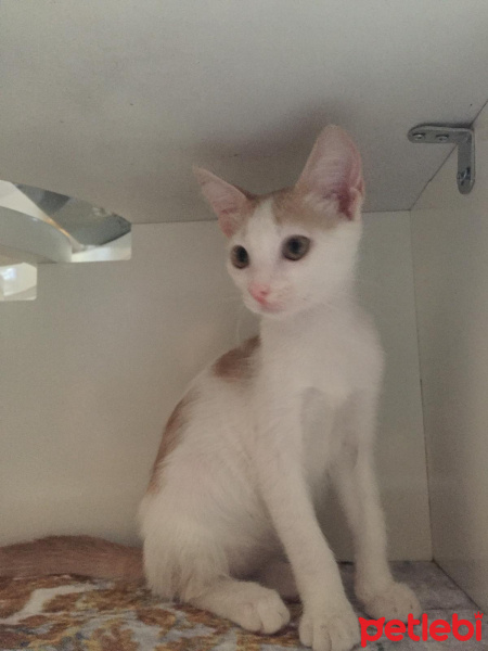 Tekir Kedi, Kedi  Maya fotoğrafı