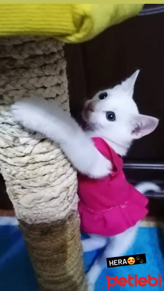 Van Kedisi, Kedi  Hera fotoğrafı