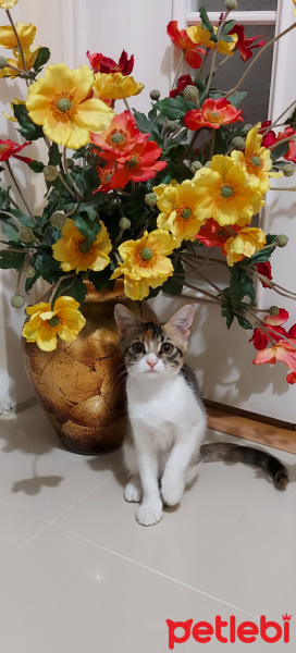 Tekir Kedi, Kedi  Atom fotoğrafı