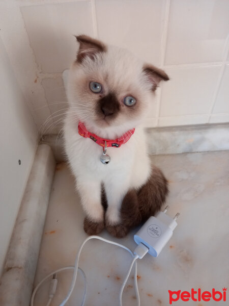 Scottish Fold, Kedi  Lila fotoğrafı