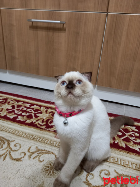 Scottish Fold, Kedi  Lila fotoğrafı