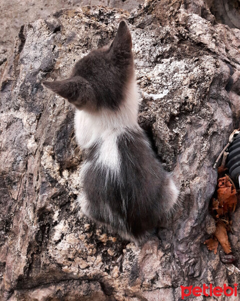 Tekir Kedi, Kedi  Ponçik fotoğrafı