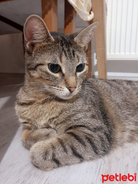 Tekir Kedi, Kedi  Spil fotoğrafı
