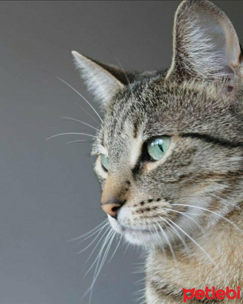 Tekir Kedi, Kedi  Spil fotoğrafı