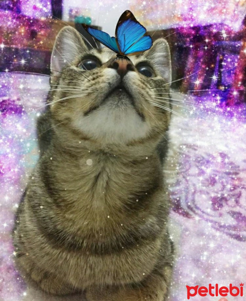 Tekir Kedi, Kedi  Spil fotoğrafı