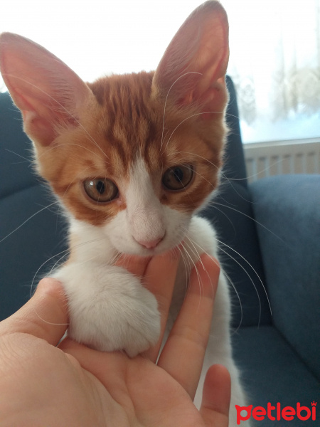 Sarman, Kedi  Molly fotoğrafı