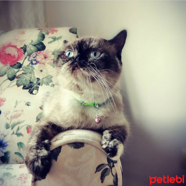 British Shorthair, Kedi  KUZ fotoğrafı