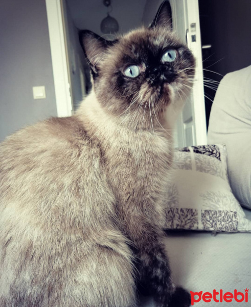 British Shorthair, Kedi  KUZ fotoğrafı