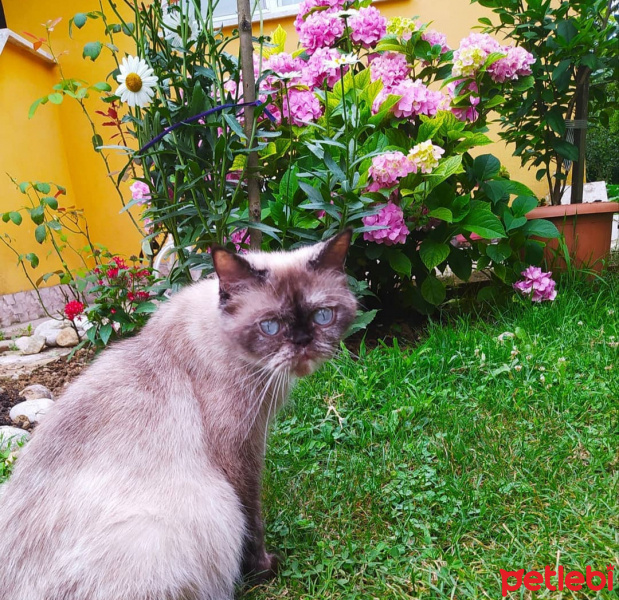 British Shorthair, Kedi  KUZ fotoğrafı
