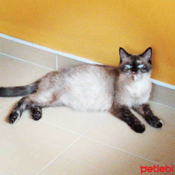 British Shorthair, Kedi  KUZ fotoğrafı