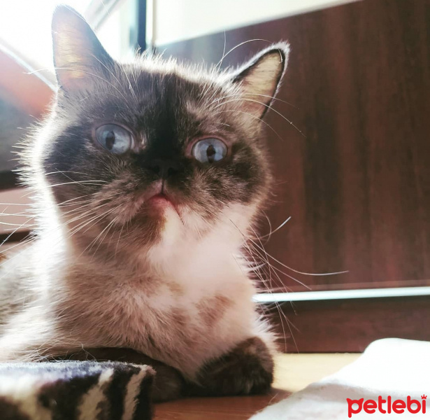 British Shorthair, Kedi  KUZ fotoğrafı