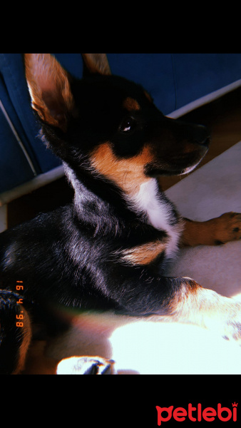 Chihuahua, Köpek  Topaç fotoğrafı