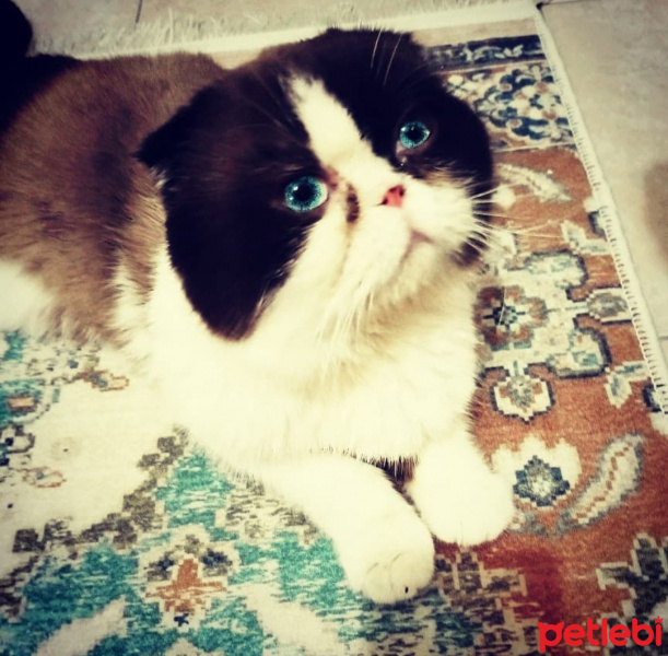 Scottish Fold, Kedi  Dop fotoğrafı