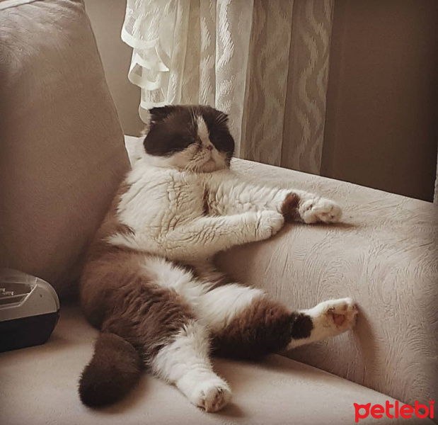 Scottish Fold, Kedi  Dop fotoğrafı