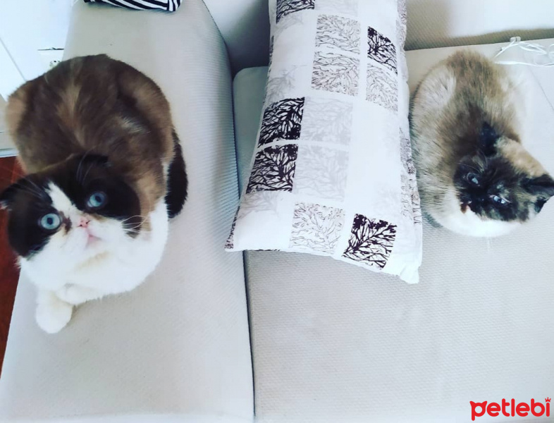 Scottish Fold, Kedi  Dop fotoğrafı