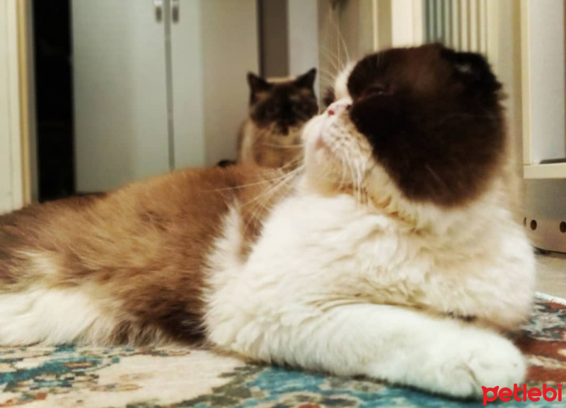 Scottish Fold, Kedi  Dop fotoğrafı