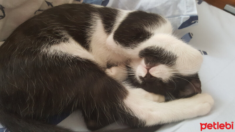 Tuxedo (Smokin) Kedi, Kedi  Karam fotoğrafı