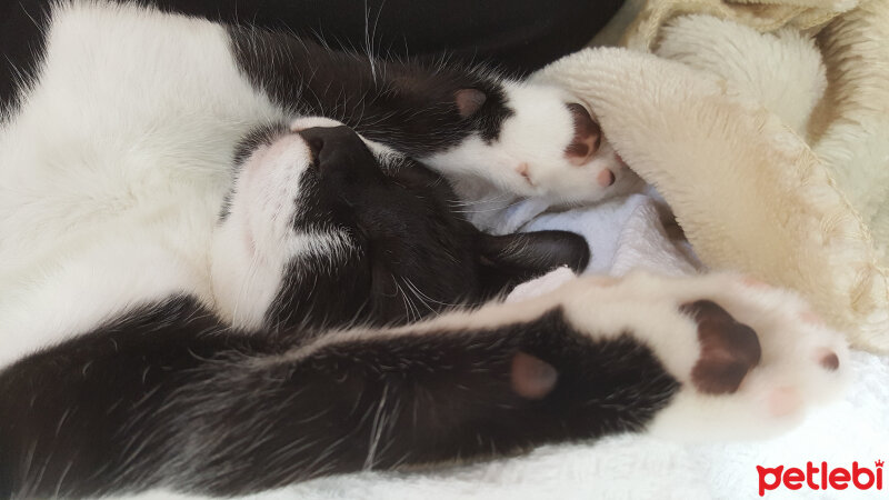 Tuxedo (Smokin) Kedi, Kedi  Karam fotoğrafı