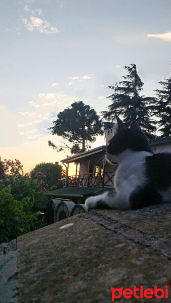 Tuxedo (Smokin) Kedi, Kedi  Karam fotoğrafı