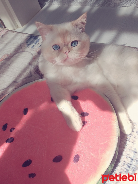 British Shorthair, Kedi  Çapkın fotoğrafı