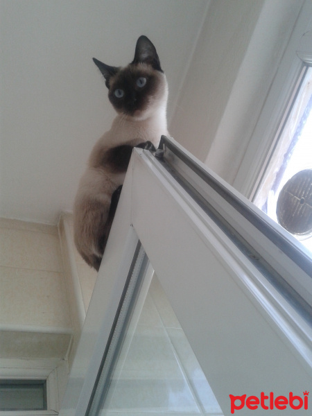 Siyam Kedisi, Kedi  sukuti fotoğrafı