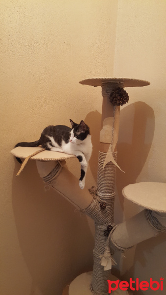 Tuxedo (Smokin) Kedi, Kedi  Aristo fotoğrafı