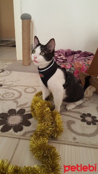 Tuxedo (Smokin) Kedi, Kedi  Aristo fotoğrafı