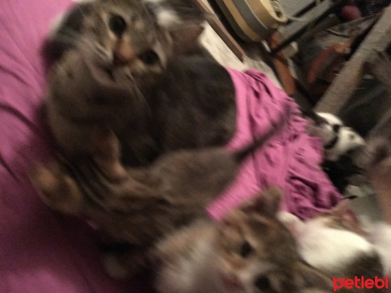 Tekir Kedi, Kedi  MAVİŞ fotoğrafı