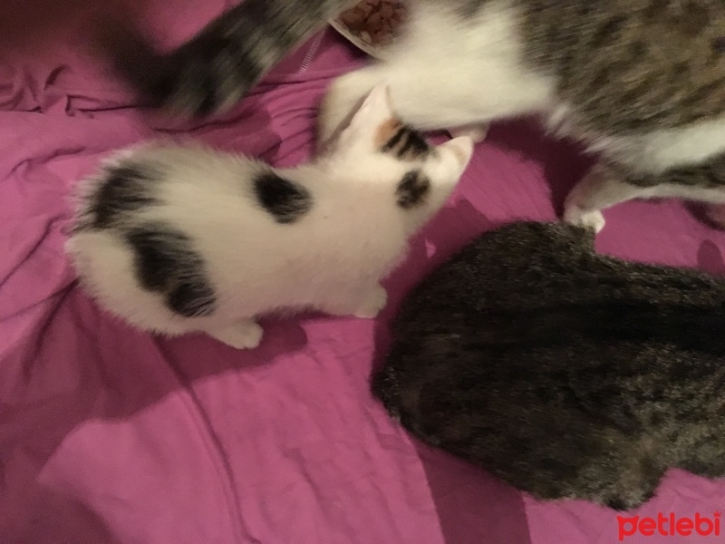 Tekir Kedi, Kedi  MAVİŞ fotoğrafı