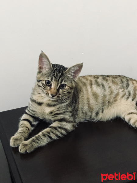 Tekir Kedi, Kedi  Mira fotoğrafı