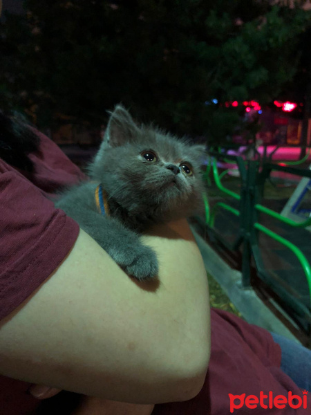 British Shorthair, Kedi  Harley fotoğrafı