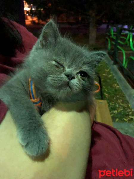 British Shorthair, Kedi  Harley fotoğrafı