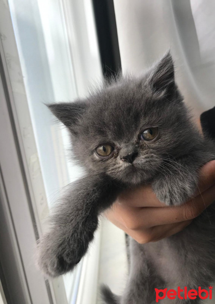 British Shorthair, Kedi  Harley fotoğrafı