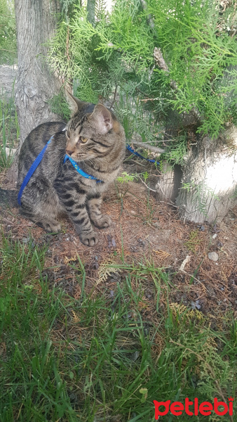 Tekir Kedi, Kedi  Lokum fotoğrafı