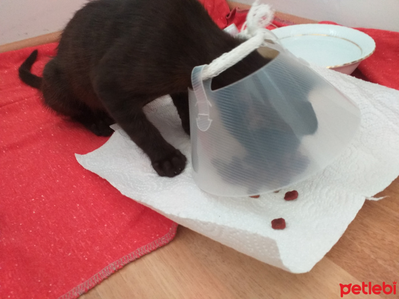 Tekir Kedi, Kedi  Şanslı fotoğrafı
