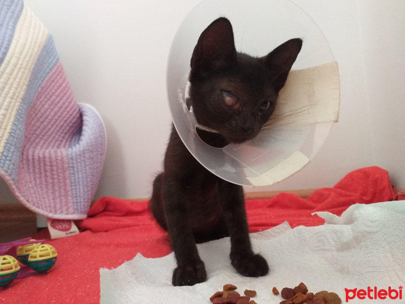 Tekir Kedi, Kedi  Şanslı fotoğrafı