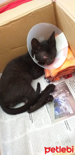 Tekir Kedi, Kedi  Şanslı fotoğrafı