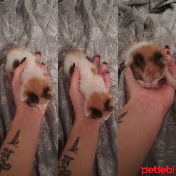 Sarman, Kedi  Hayat fotoğrafı