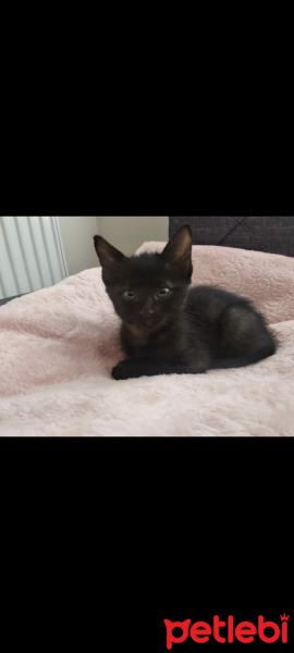 Tekir Kedi, Kedi  Batman fotoğrafı
