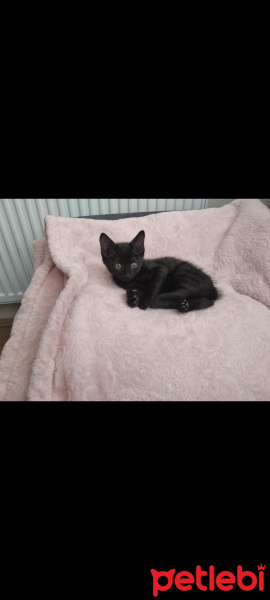 Tekir Kedi, Kedi  Batman fotoğrafı