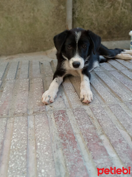 Sokö (Sokak Köpeği), Köpek  Şila fotoğrafı