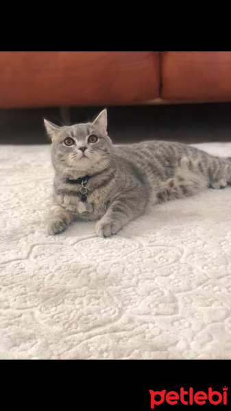 British Shorthair, Kedi  Müezza fotoğrafı