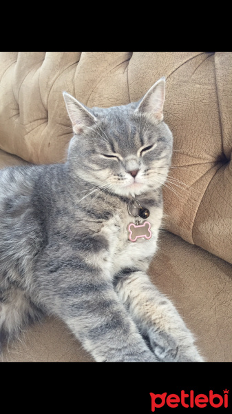 British Shorthair, Kedi  Müezza fotoğrafı