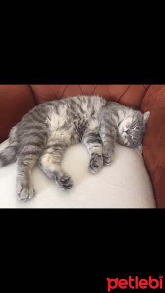 British Shorthair, Kedi  Müezza fotoğrafı